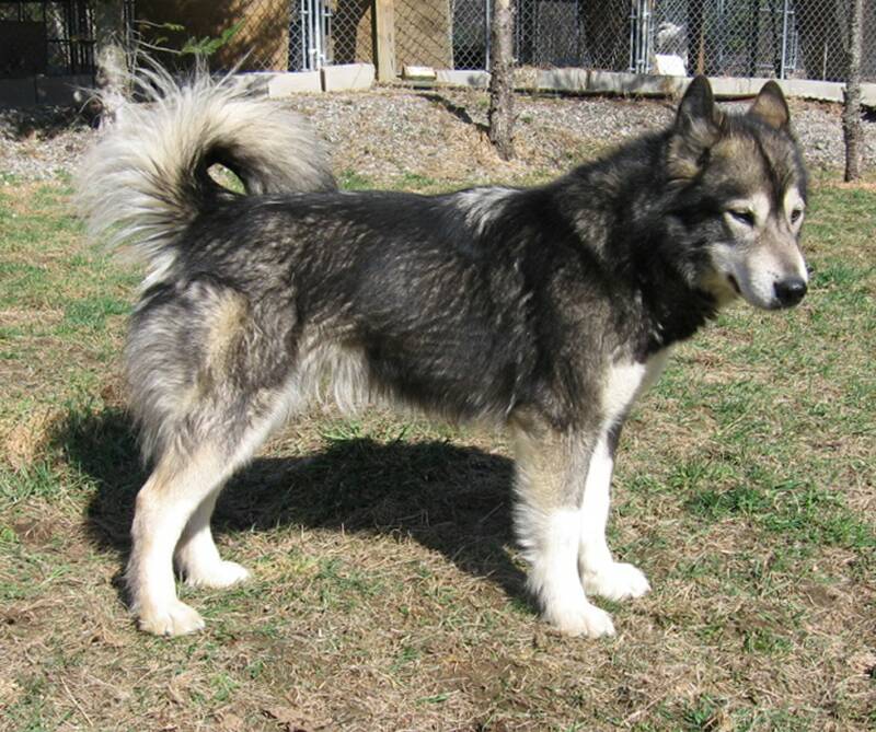 agouti malamute