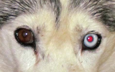 Husky Eye Color Chart
